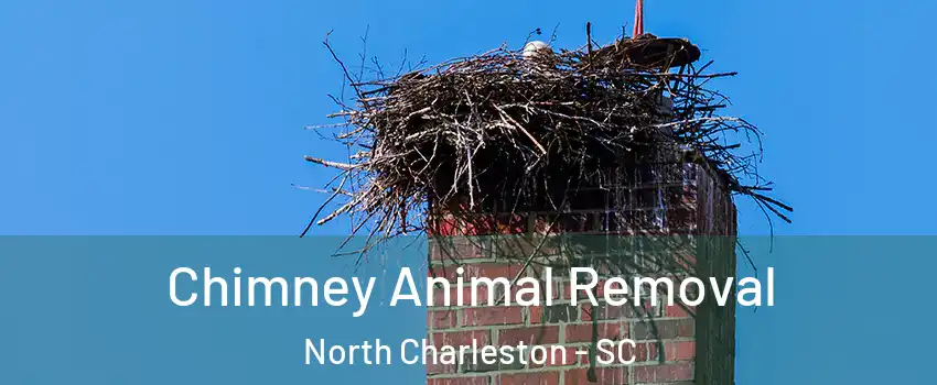  Chimney Animal Removal North Charleston - SC