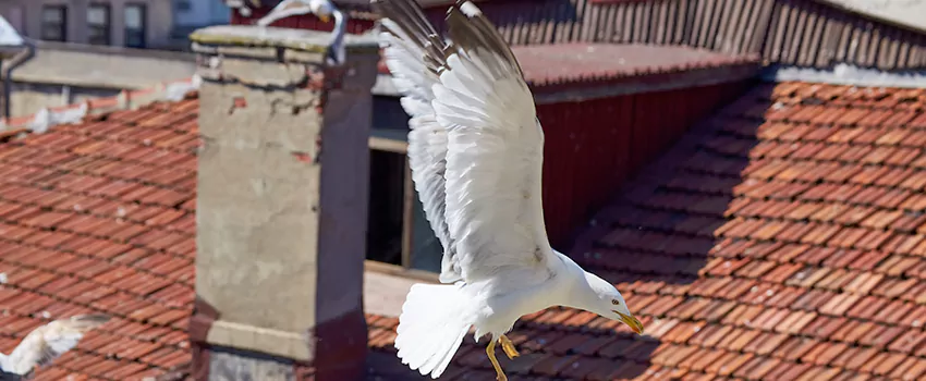 Residential Chimney Animal Removal Solution in North Charleston, SC